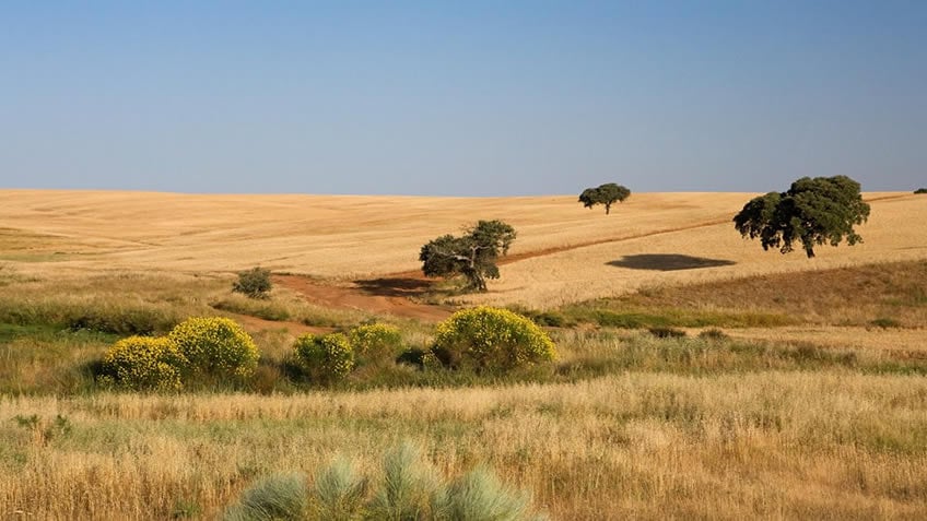 Vista Herdade dos Grous