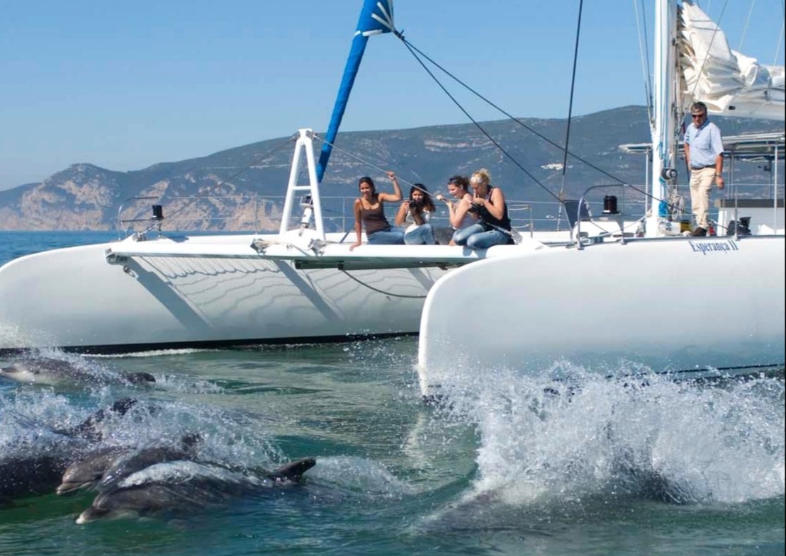 boat-trip-from-setubal-along-the-sado-river-with-dolphin-watching-vertigem-azul-cover-1-1