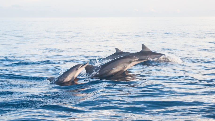 dolphin-watching