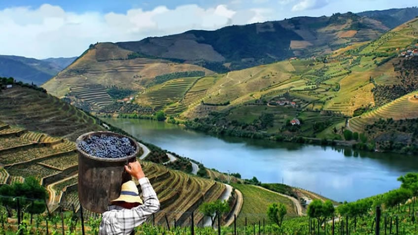 Douro Valley Tour