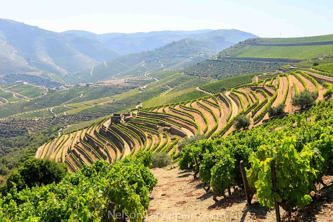 Douro Valley Vineyards