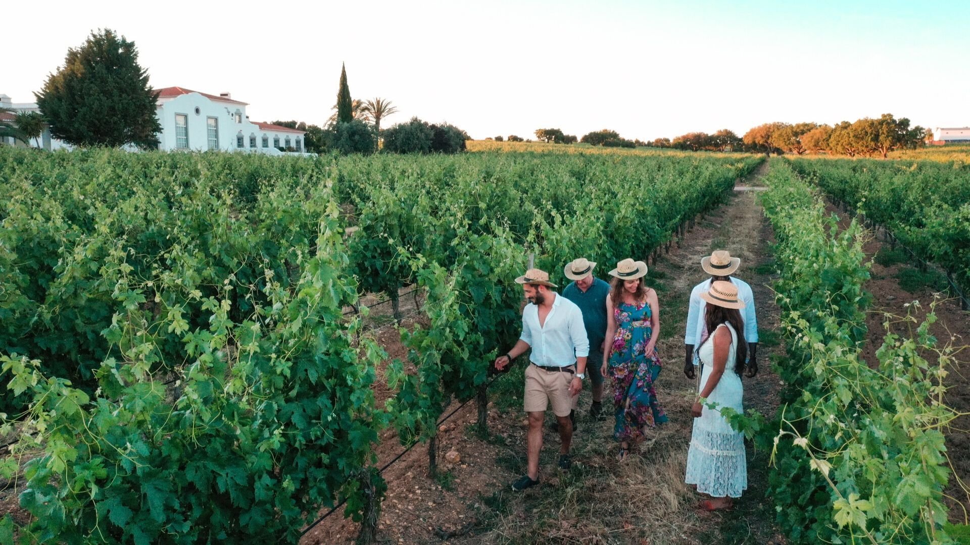 João Portugal Ramos Harvest