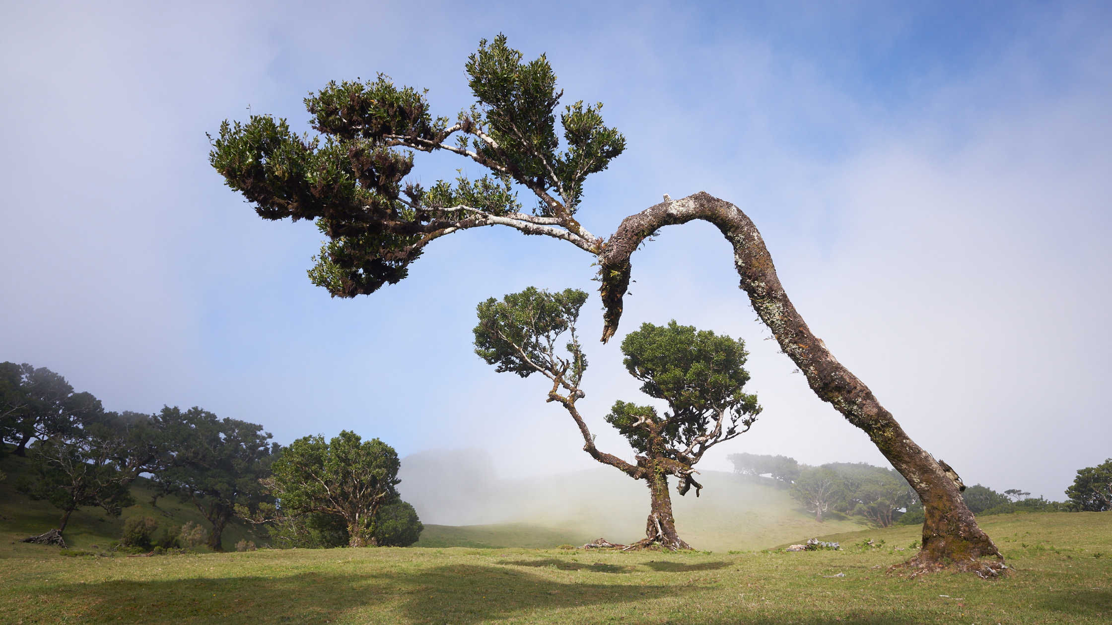 madeira (1)