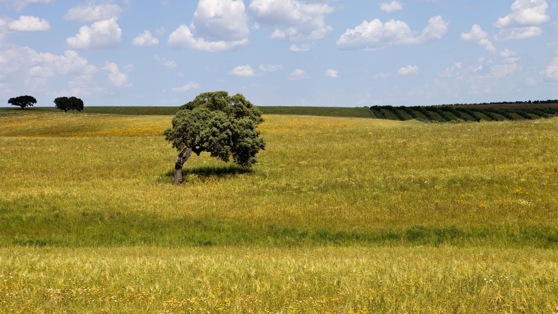 Unmissable Experiences in the Alentejo Portugal According to ChatGPT