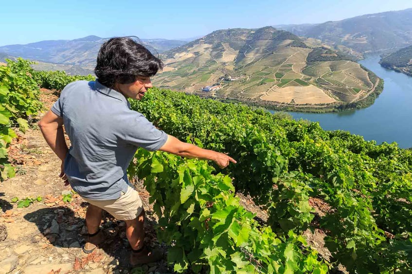 Quinta das Carvalhas Vintage Vineyard Tour