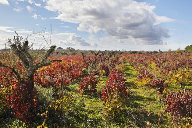 Bairrada-vineyards-2-630x420