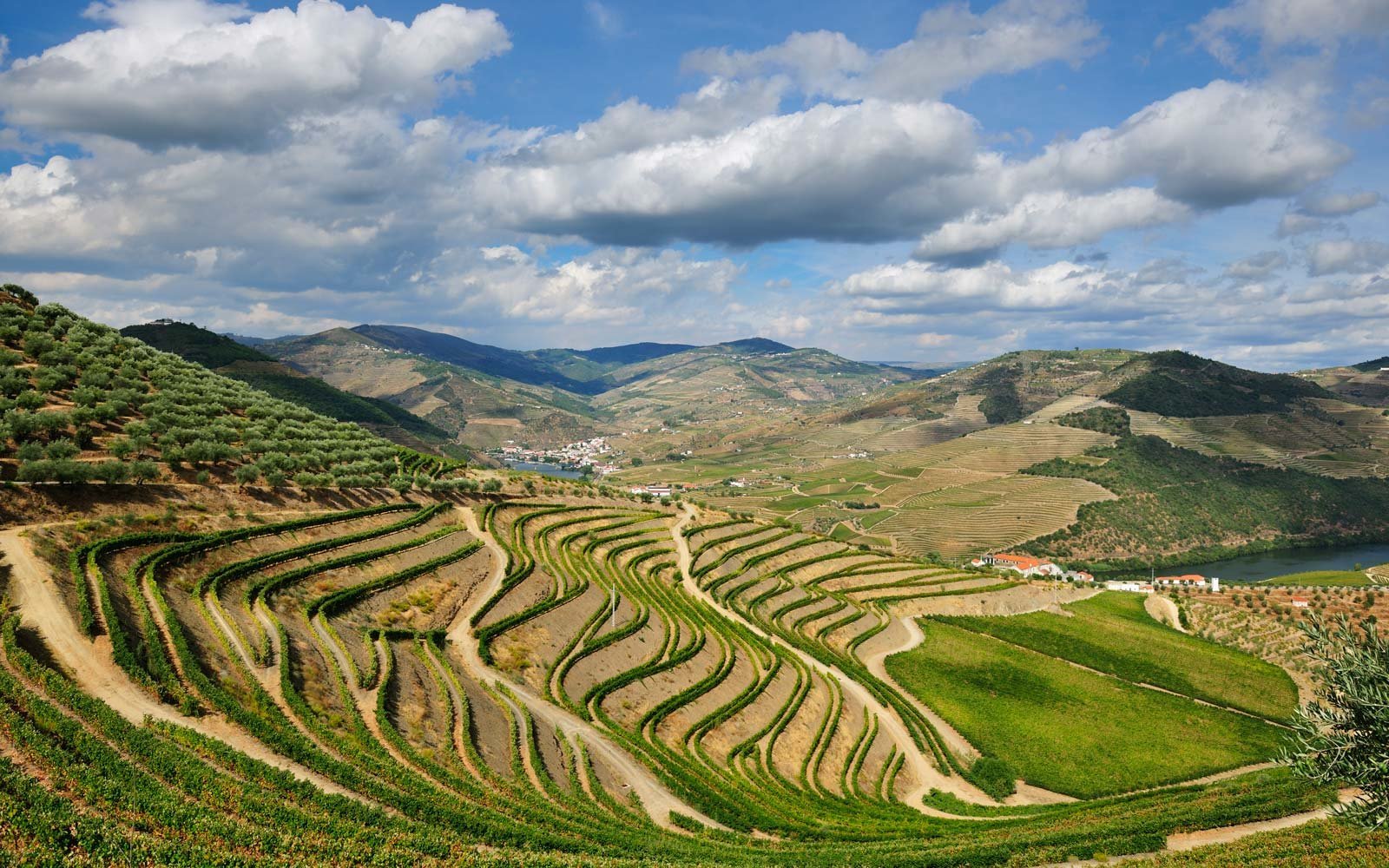 douro-valley-vineyard-PORTUGALWINE1116