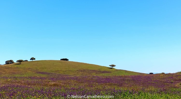 nelson_carvalheiro_alentejo_wine_travel_guide_adega_mayor_13685170795743387ce98eb_1