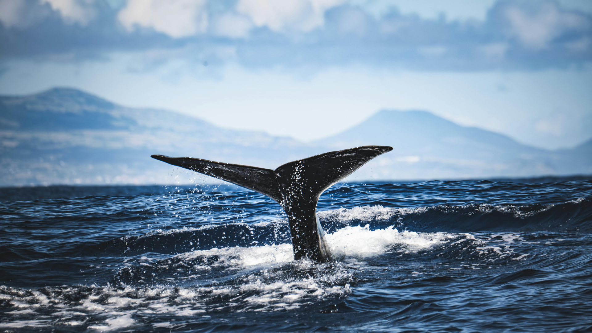 Whale and Dolphin Watching in the Azores