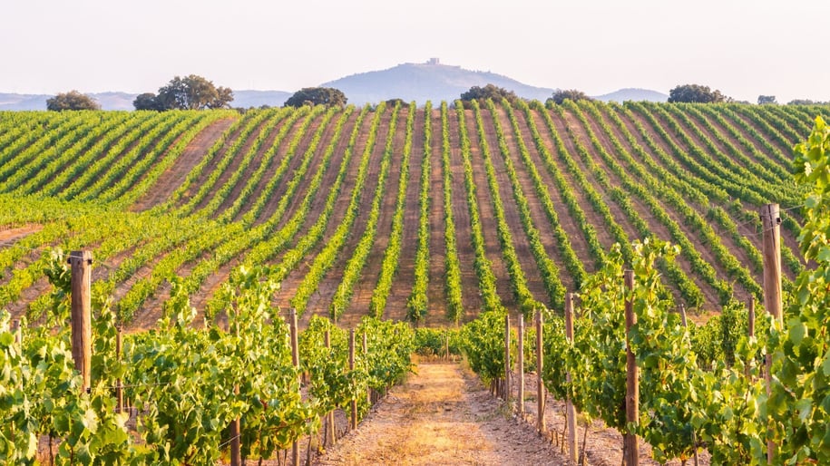 Wines of Alentejo
