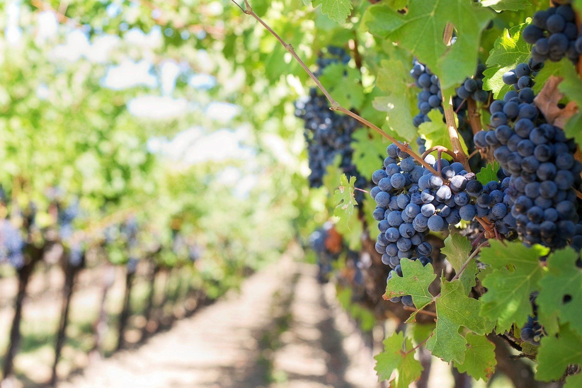 Wine in Bairrada, Dão & Beira Interior - The Soul of Portugal