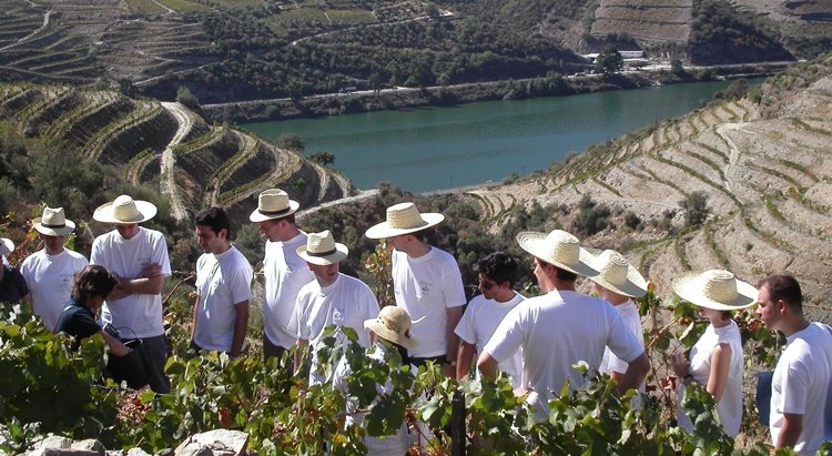 2015 Harvest Report in Portugal - Good wines?