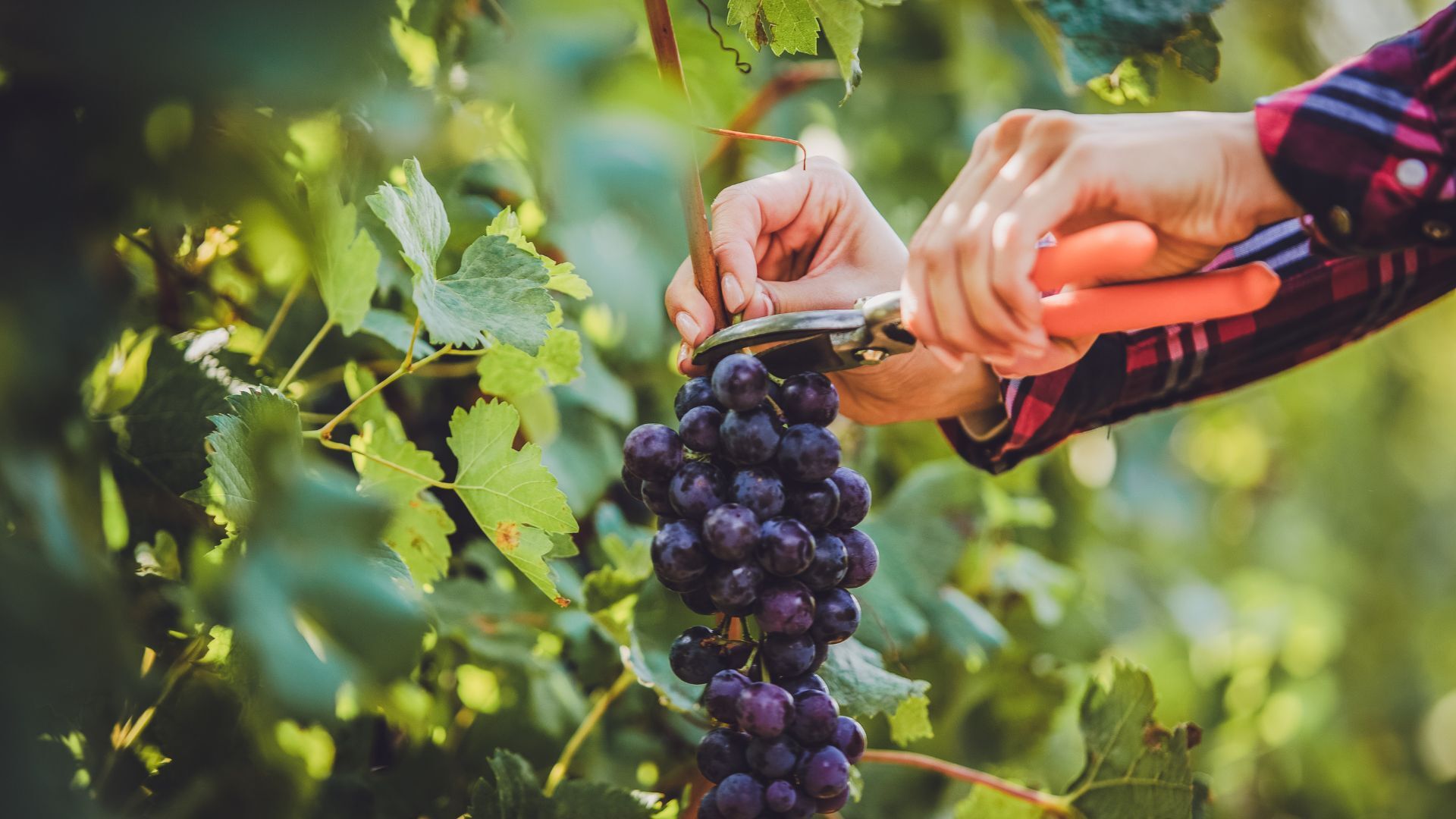 Portugal Harvest 2026: The Best Time to Visit Wine Country