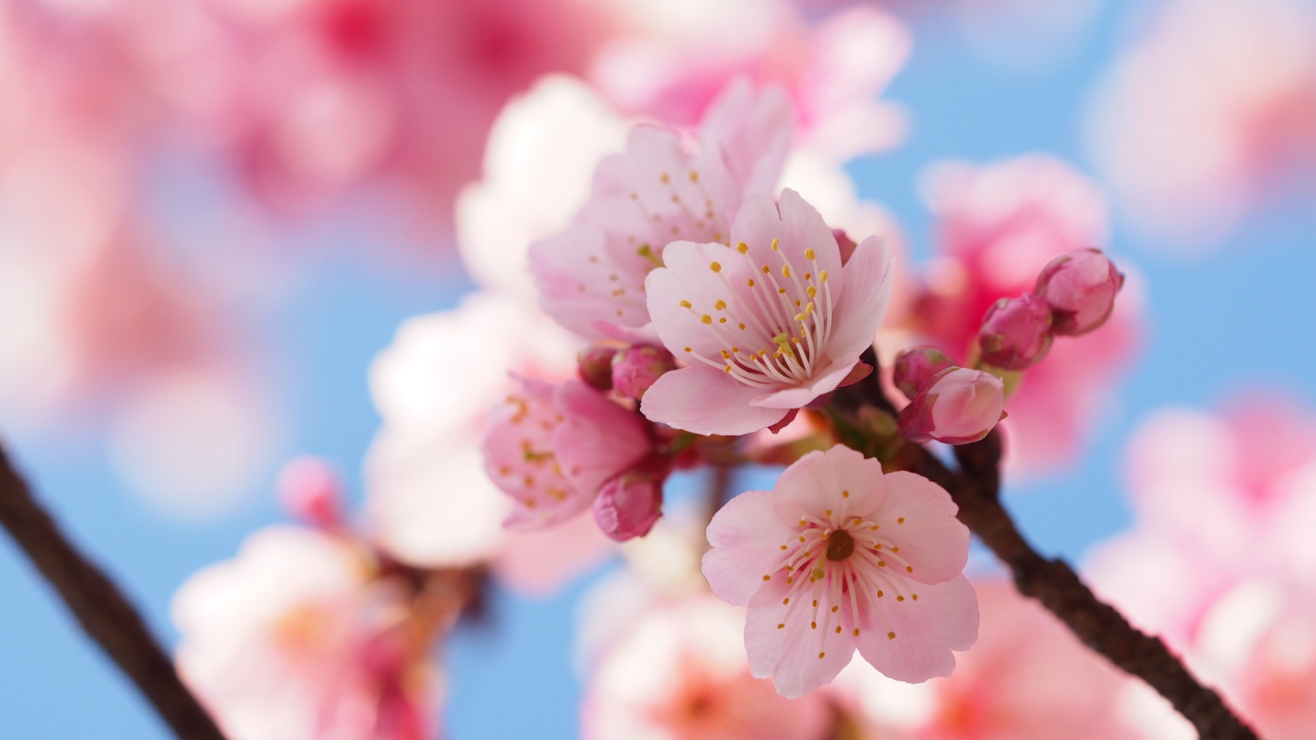 The Enchanting Cherry Blossom Route in Portugal: A Journey Through Nature’s Poetry