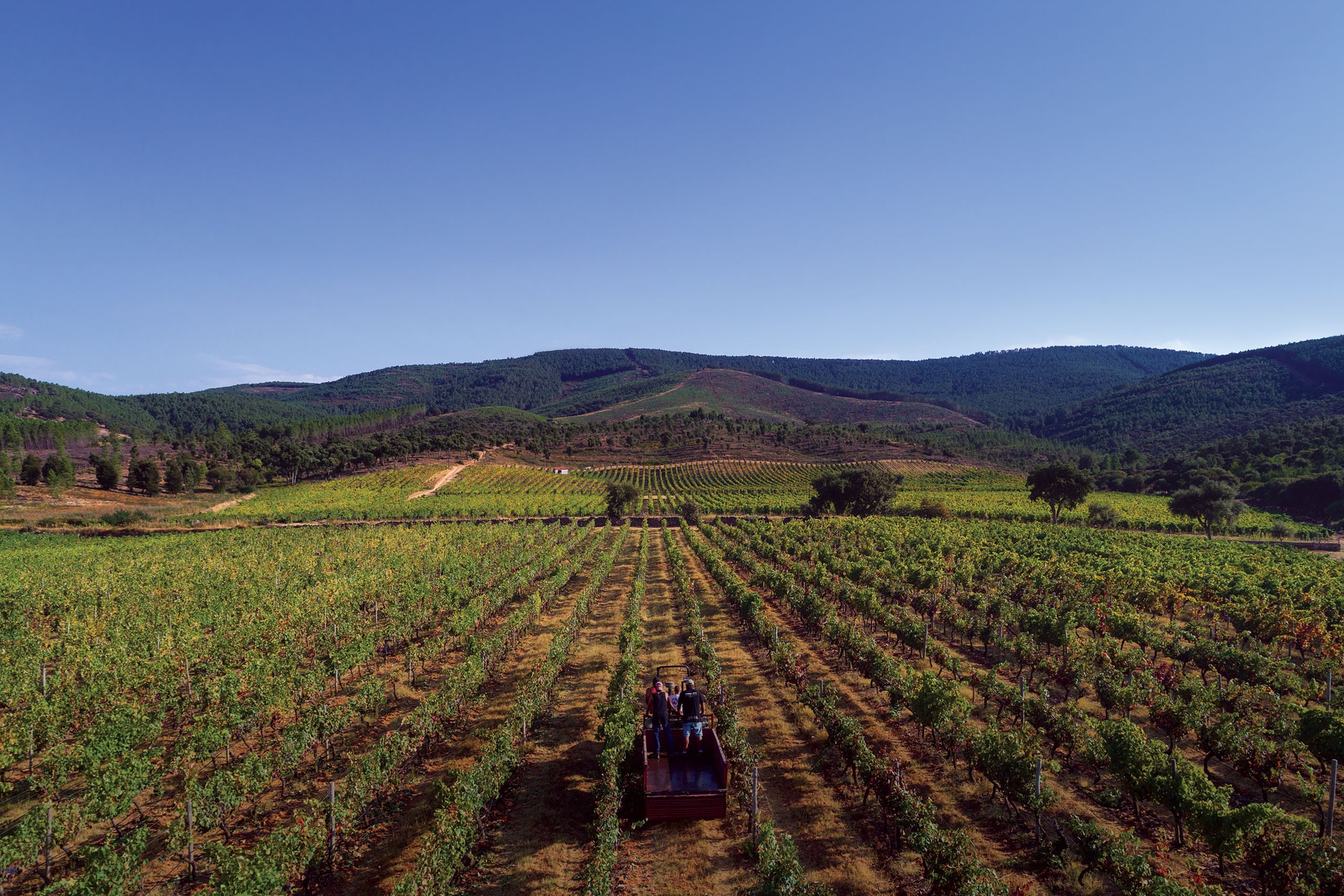 Unveiling Quinta da Fonte Souto: Symington's estate in the Alentejo