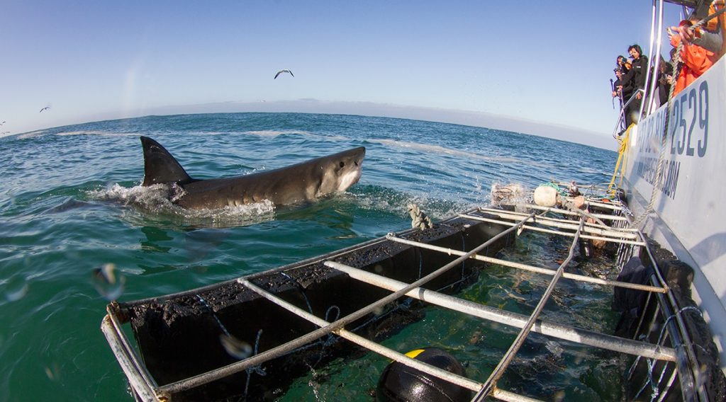 South Africa fishing