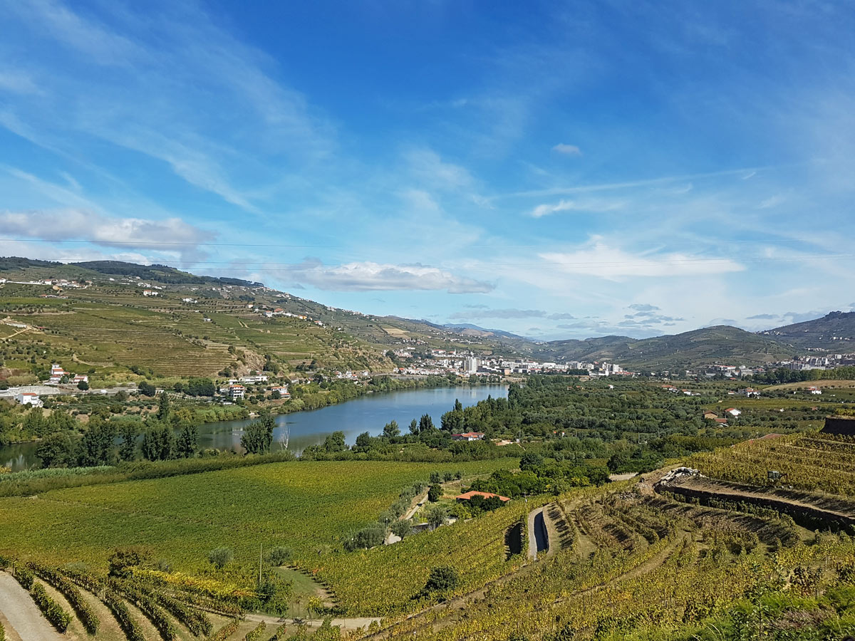 A Douro Valley Harvest Grape Picking Experience