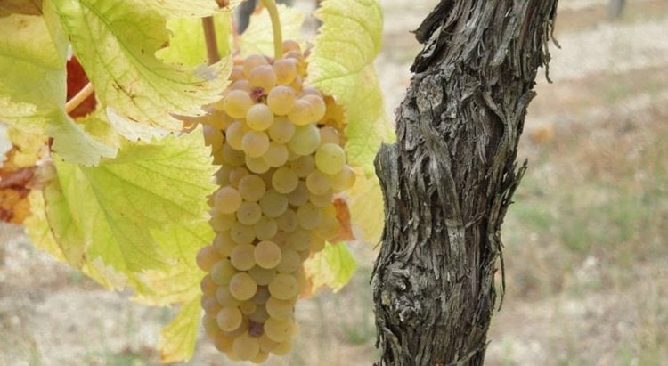 Top wineries to visit in the Vinho Verde Region